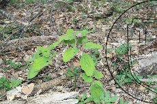 Пион кавказский (кавахский) 003